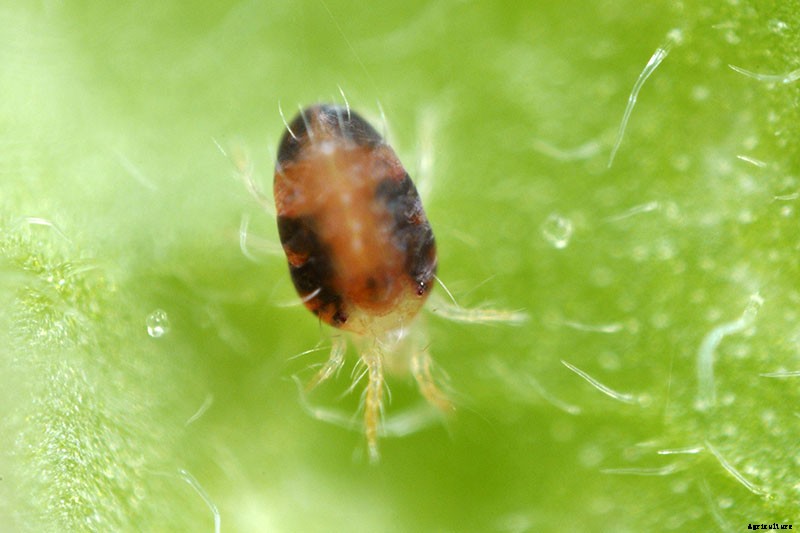 13 Common Beet Pests: Identification, Control Tips, and Prevention