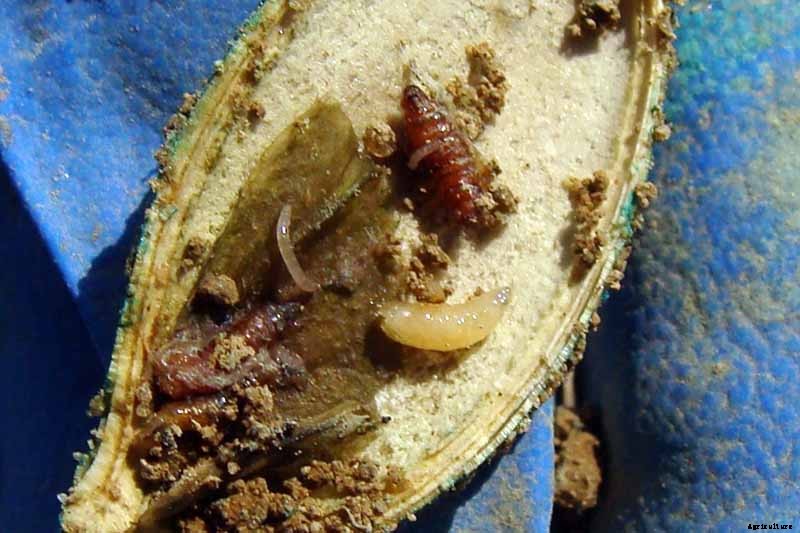 13 Common Beet Pests: Identification, Control Tips, and Prevention