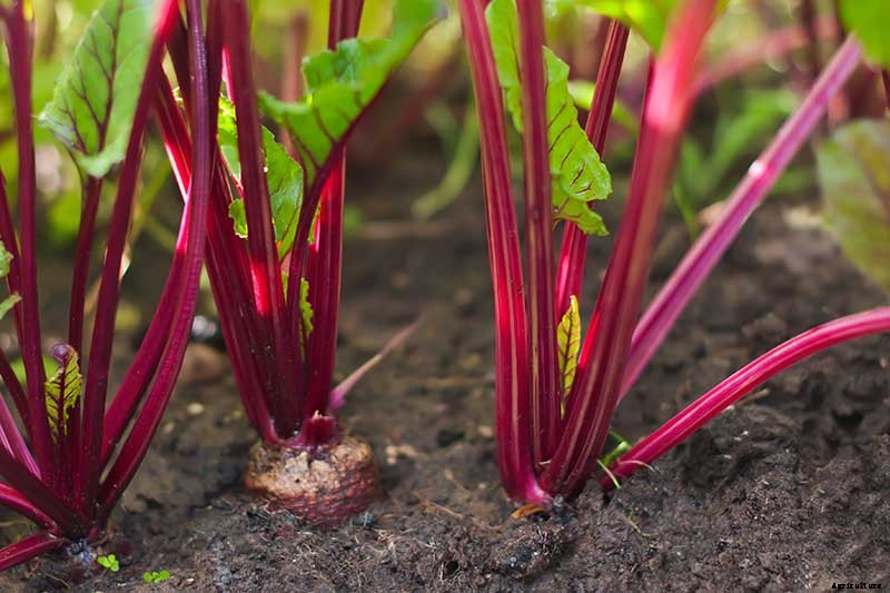 13 Common Beet Pests: Identification, Control Tips, and Prevention