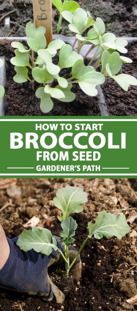 How to Start Broccoli from Seed