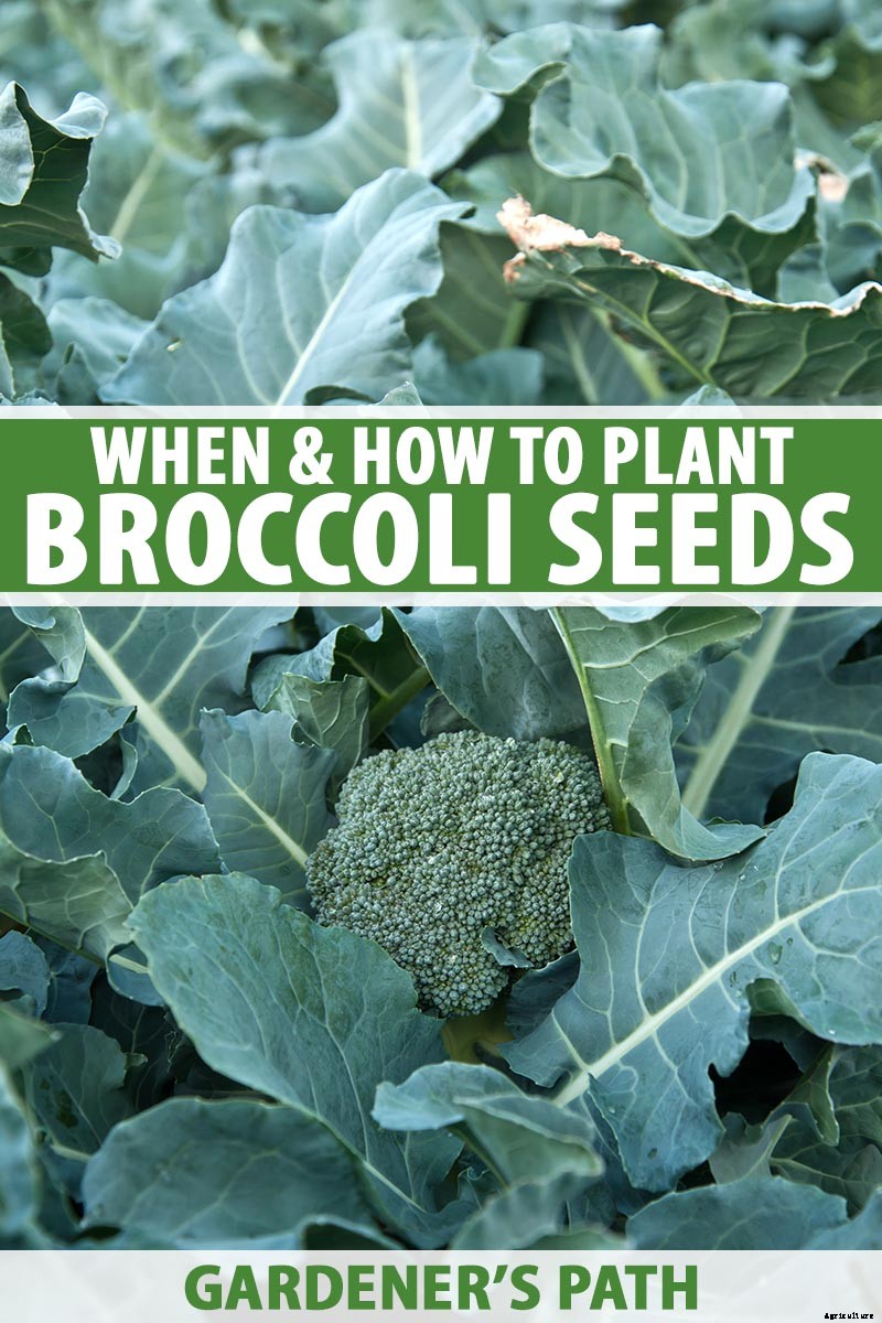 How to Start Broccoli from Seed