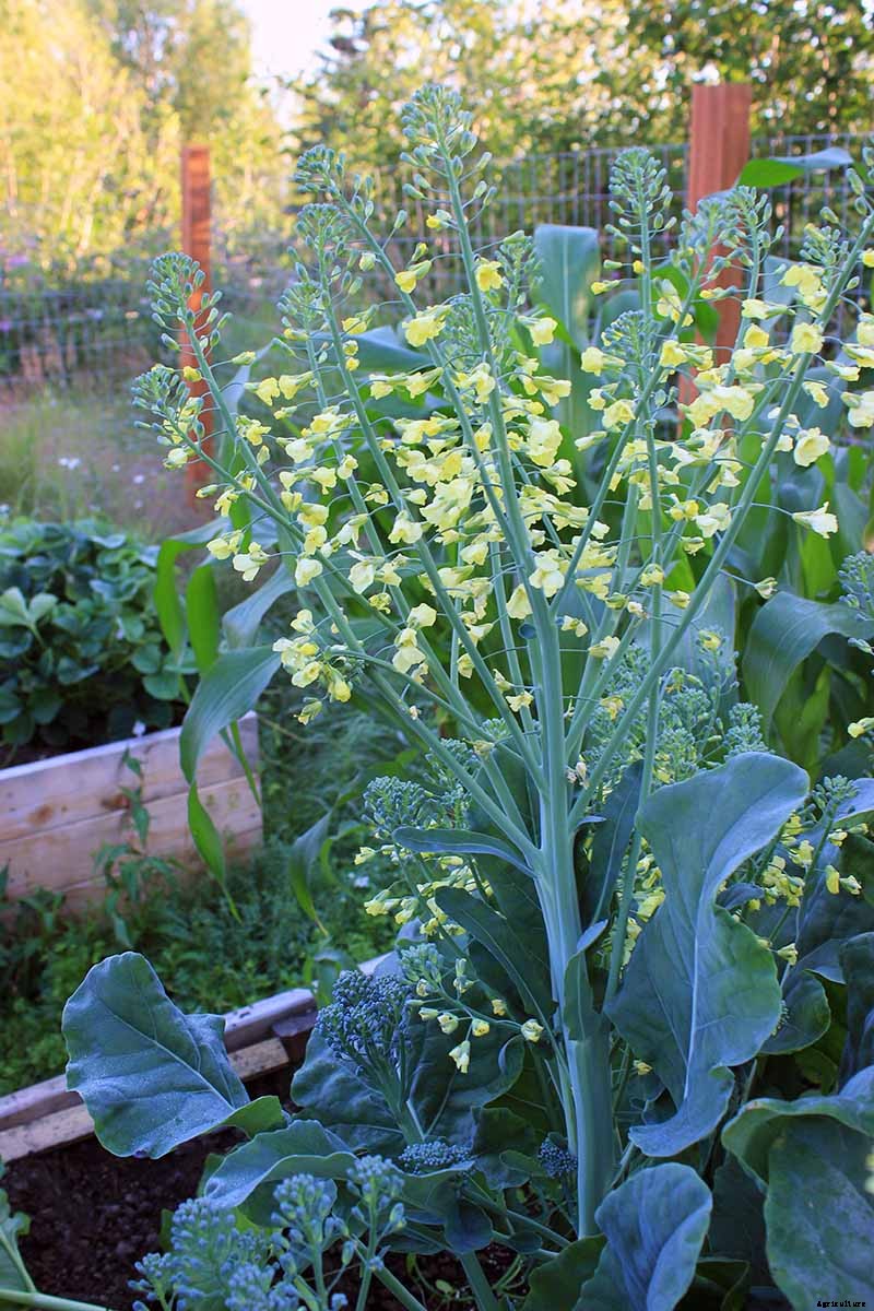 How to Start Broccoli from Seed