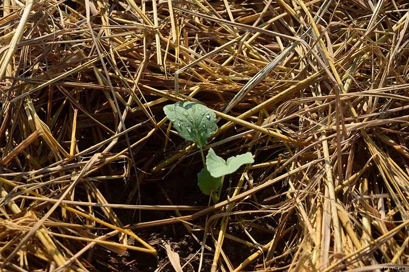 How to Start Broccoli from Seed