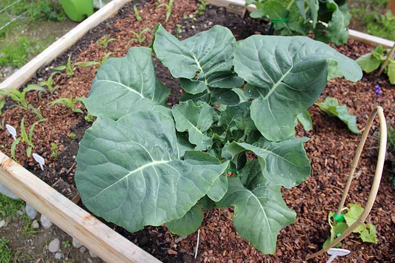 How to Start Broccoli from Seed