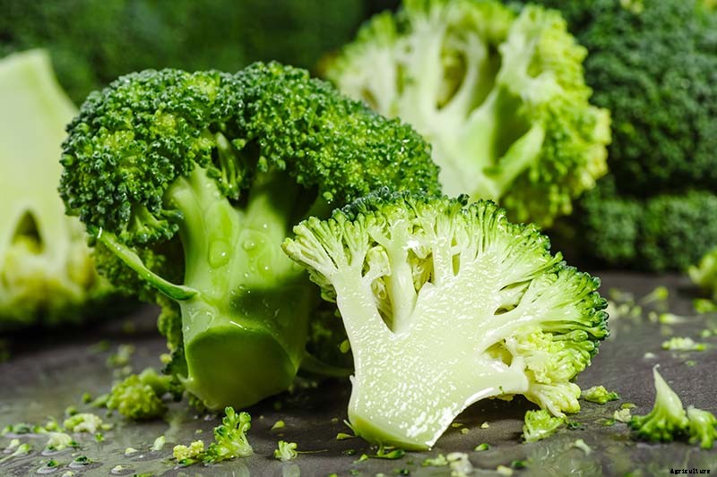 How to Start Broccoli from Seed