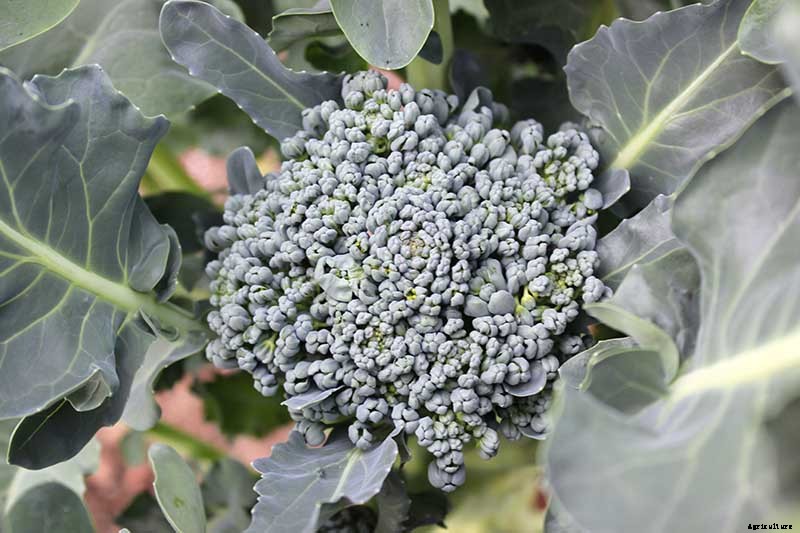How to Start Broccoli from Seed