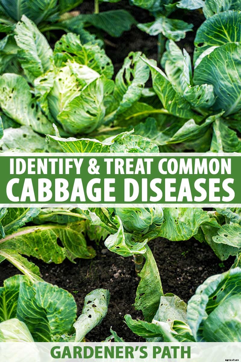 Identify, Prevent, and Treat Common Cabbage Diseases