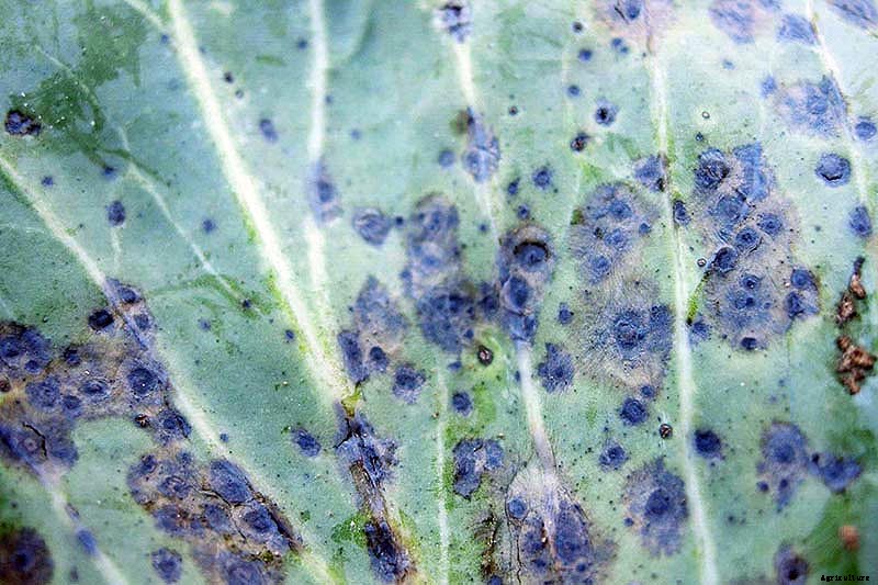 Identify, Prevent, and Treat Common Cabbage Diseases