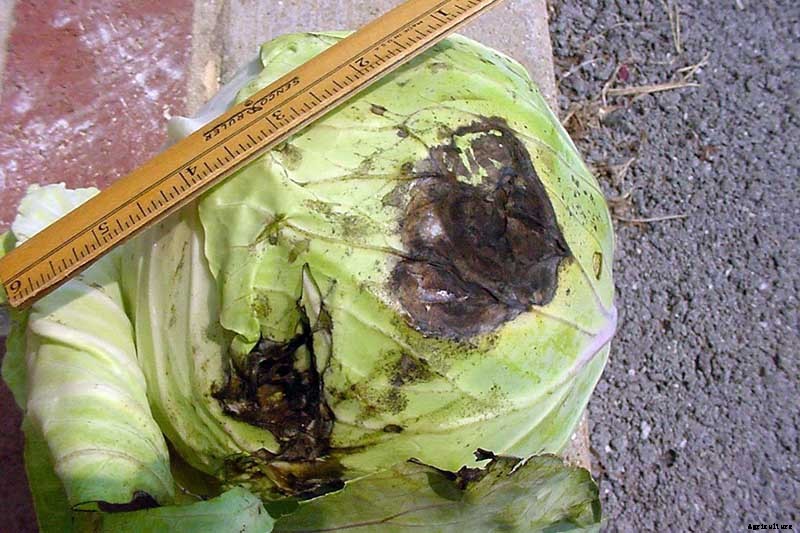 Identify, Prevent, and Treat Common Cabbage Diseases