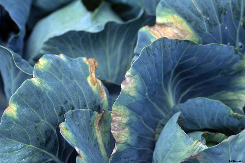 Identify, Prevent, and Treat Common Cabbage Diseases