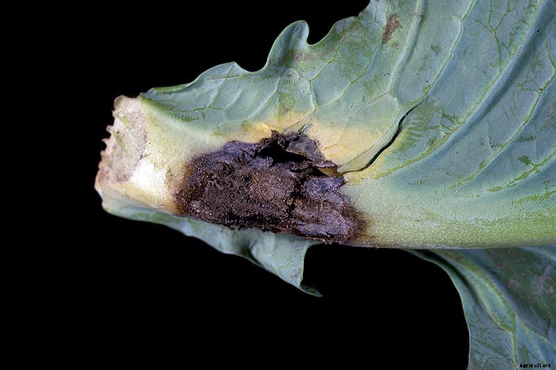 Identify, Prevent, and Treat Common Cabbage Diseases