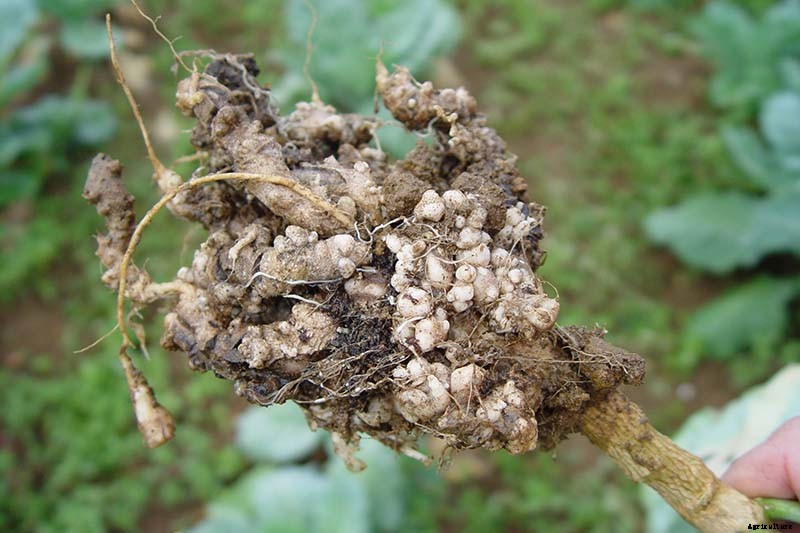 Identify, Prevent, and Treat Common Cabbage Diseases