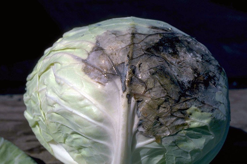 Identify, Prevent, and Treat Common Cabbage Diseases