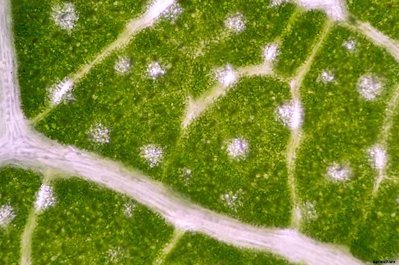 Identify, Prevent, and Treat Common Cabbage Diseases