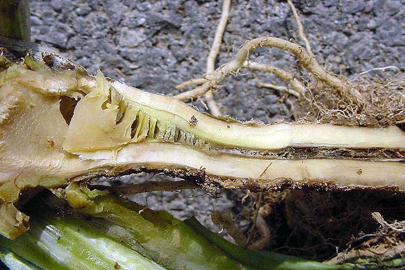 Identify, Prevent, and Treat Common Cabbage Diseases