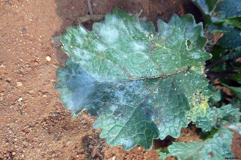 Identify, Prevent, and Treat Common Cabbage Diseases