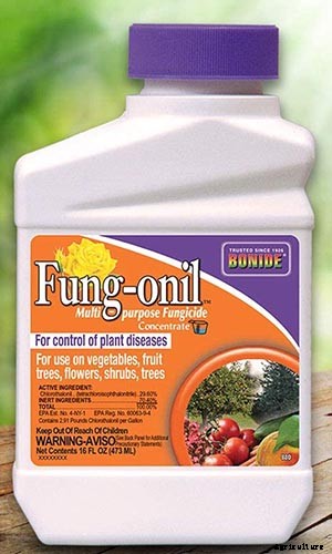 Identify, Prevent, and Treat Common Cabbage Diseases