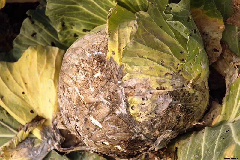 Identify, Prevent, and Treat Common Cabbage Diseases