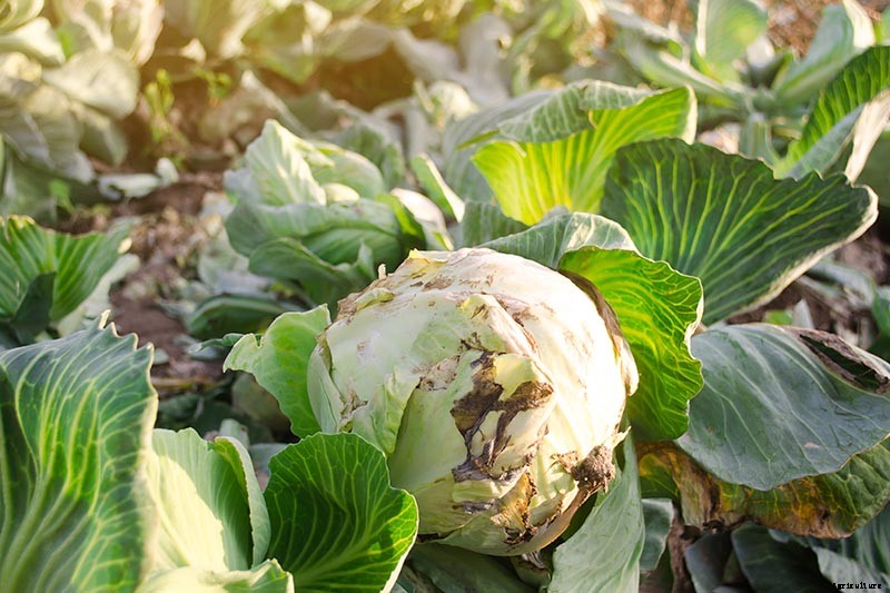 Identify, Prevent, and Treat Common Cabbage Diseases