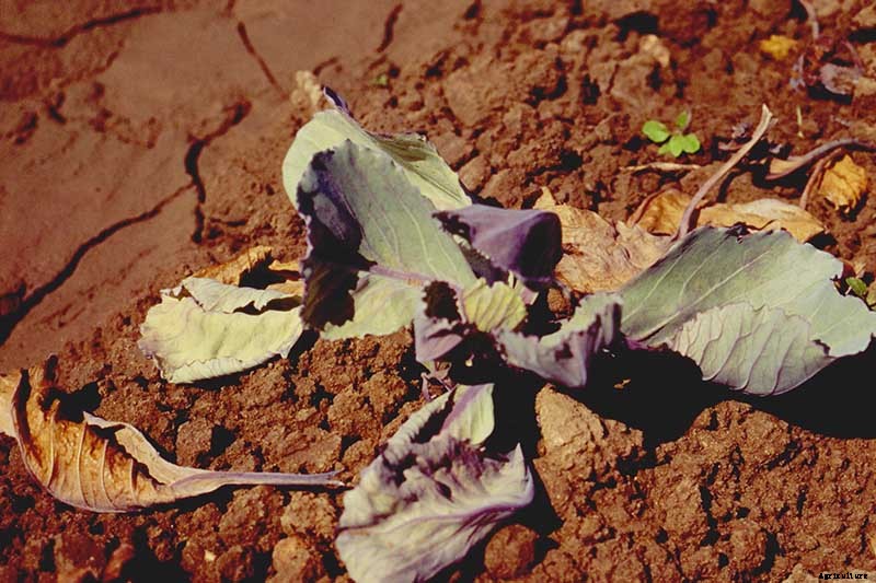 Identify, Prevent, and Treat Common Cabbage Diseases