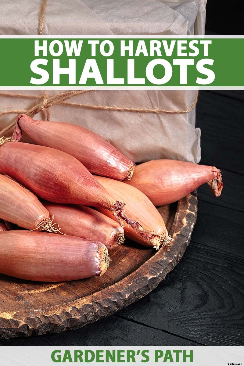 When and How to Harvest Shallots