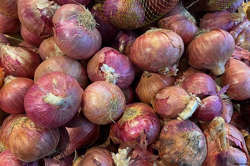 When and How to Harvest Shallots