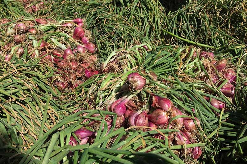 When and How to Harvest Shallots