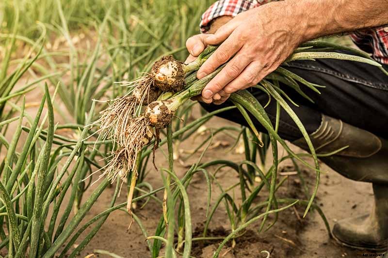 When and How to Harvest Shallots
