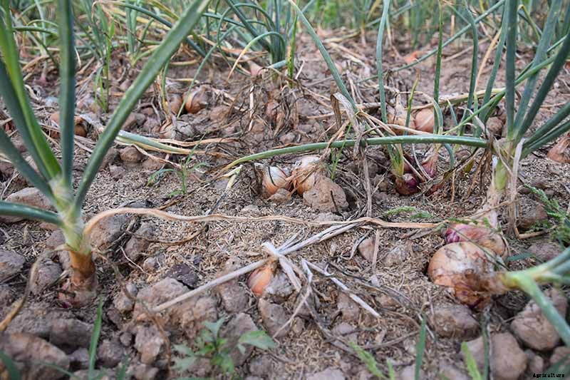 When and How to Harvest Shallots