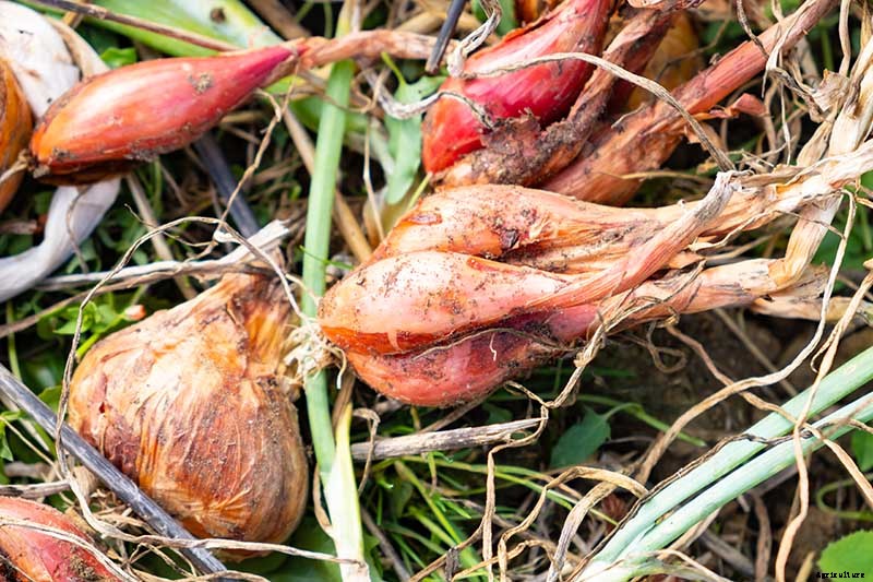 When and How to Harvest Shallots