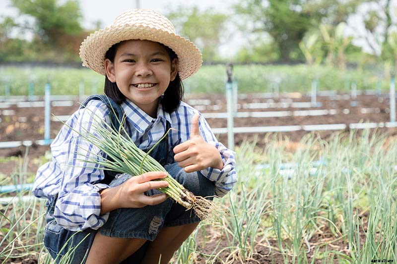 When and How to Harvest Shallots