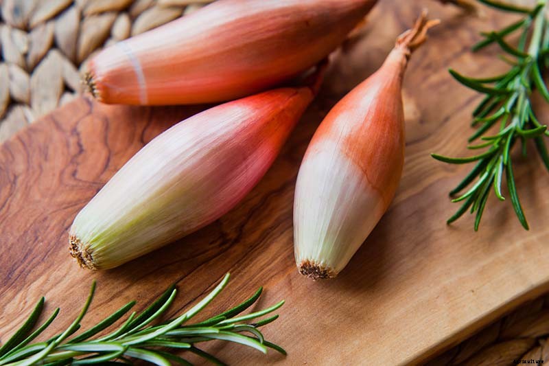 When and How to Harvest Shallots