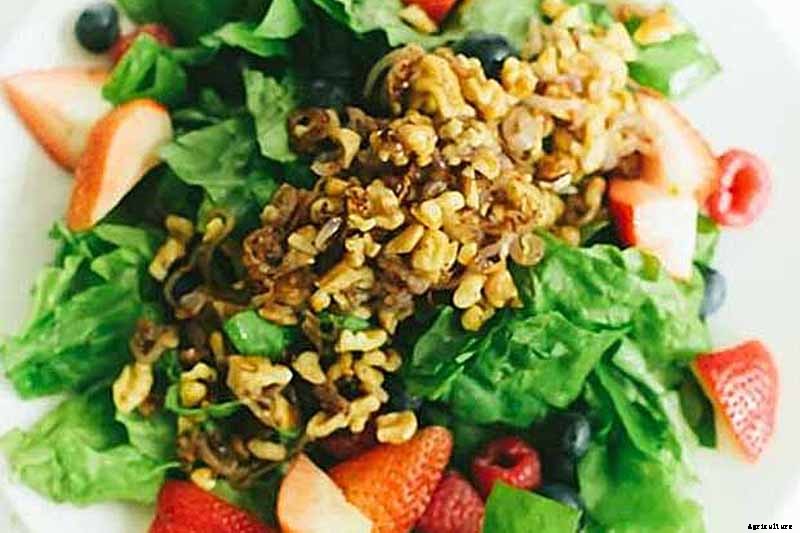 When and How to Harvest Shallots