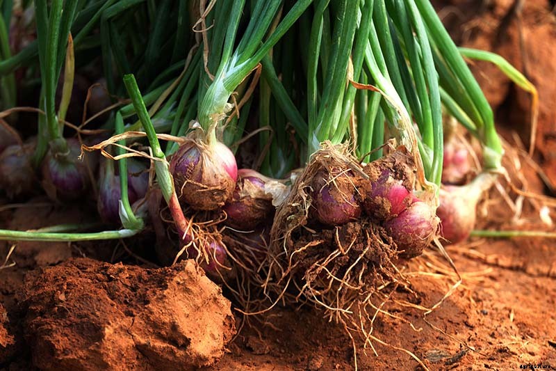 When and How to Harvest Shallots