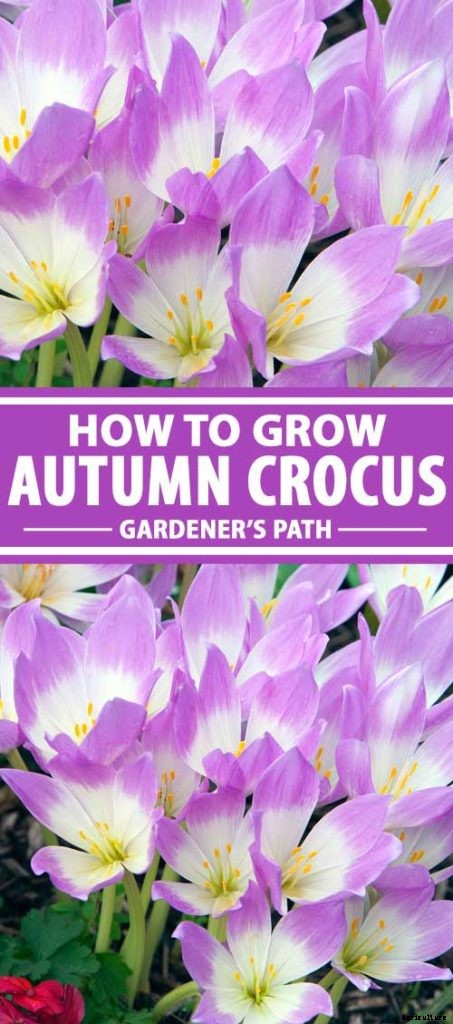 How to Grow Autumn Crocus