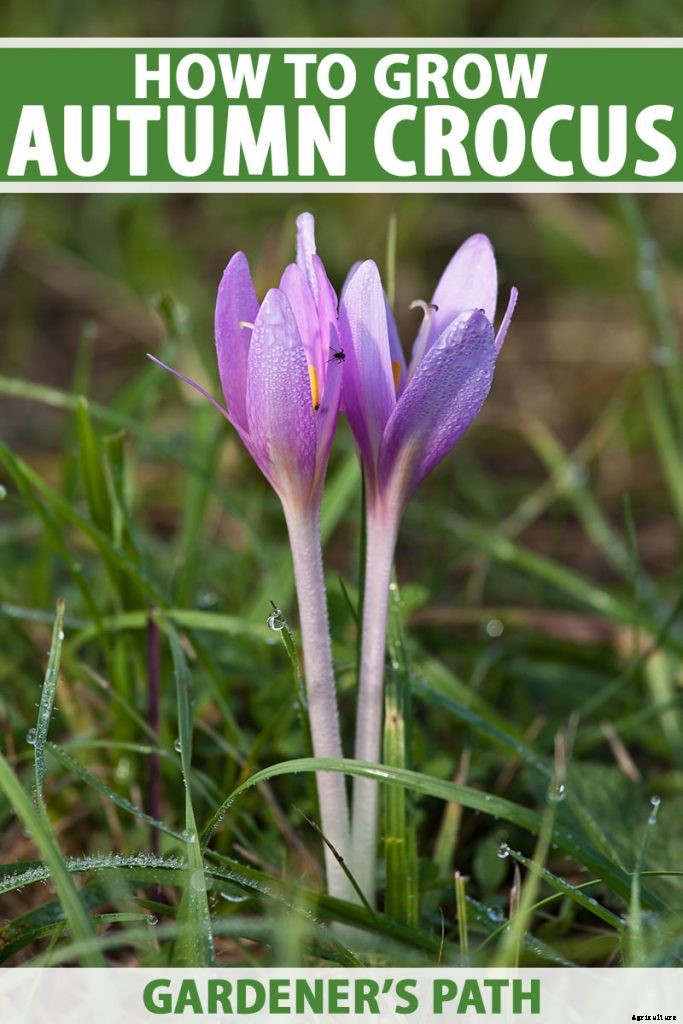 How to Grow Autumn Crocus