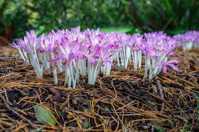 How to Grow Autumn Crocus