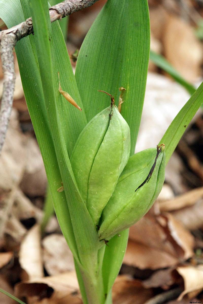 How to Grow Autumn Crocus