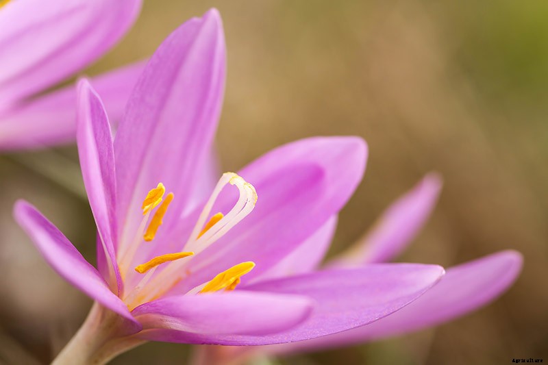 How to Grow Autumn Crocus