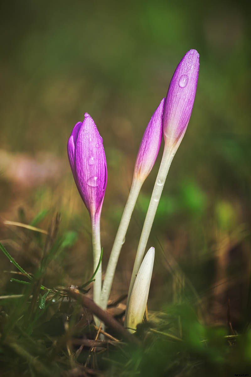 How to Grow Autumn Crocus