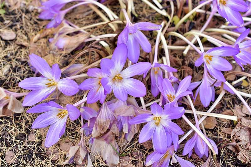 How to Grow Autumn Crocus