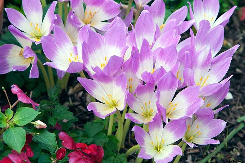 How to Grow Autumn Crocus
