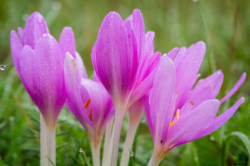 How to Grow Autumn Crocus