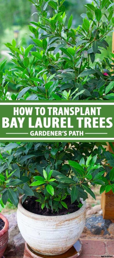 How to Transplant a Bay Laurel Tree