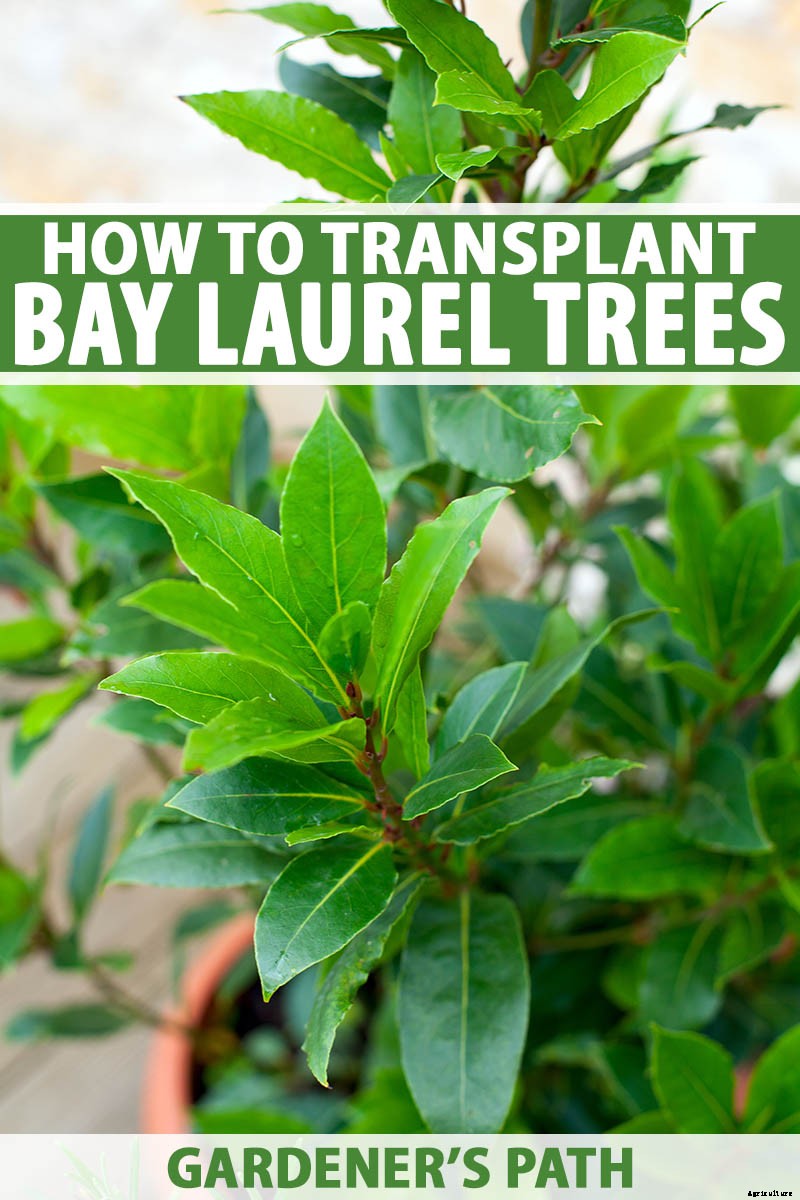 How to Transplant a Bay Laurel Tree