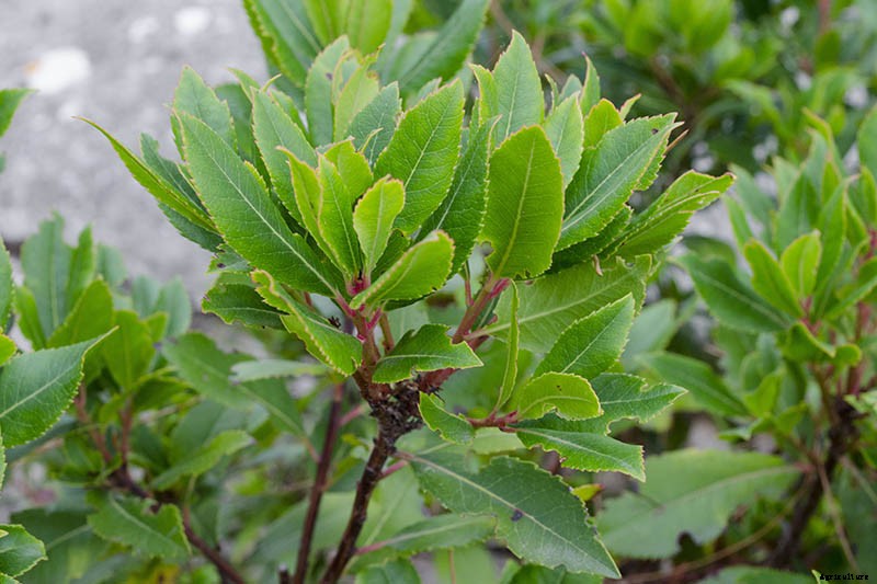 How to Transplant a Bay Laurel Tree