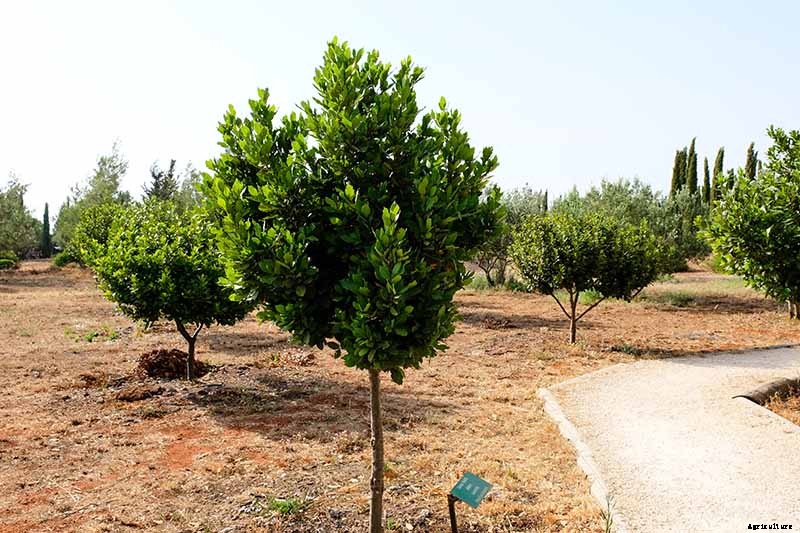 How to Transplant a Bay Laurel Tree