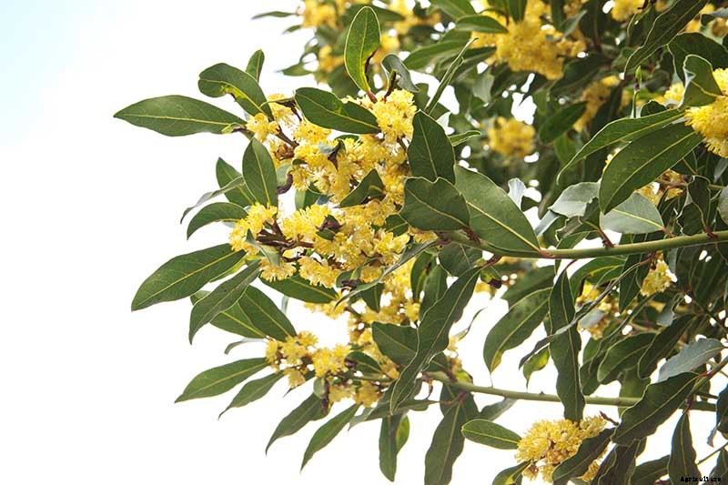 How to Transplant a Bay Laurel Tree