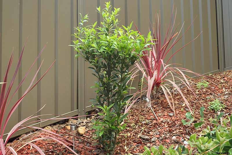 How to Transplant a Bay Laurel Tree