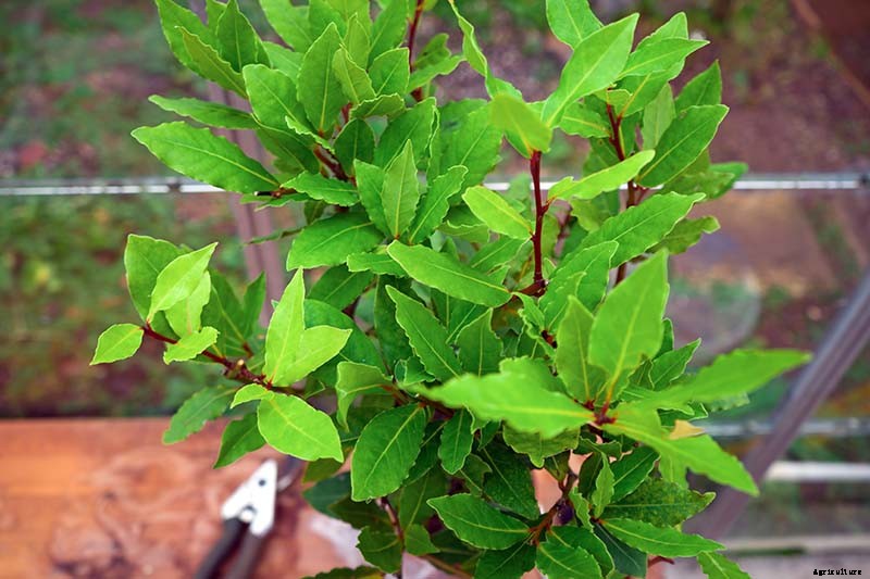 How to Transplant a Bay Laurel Tree